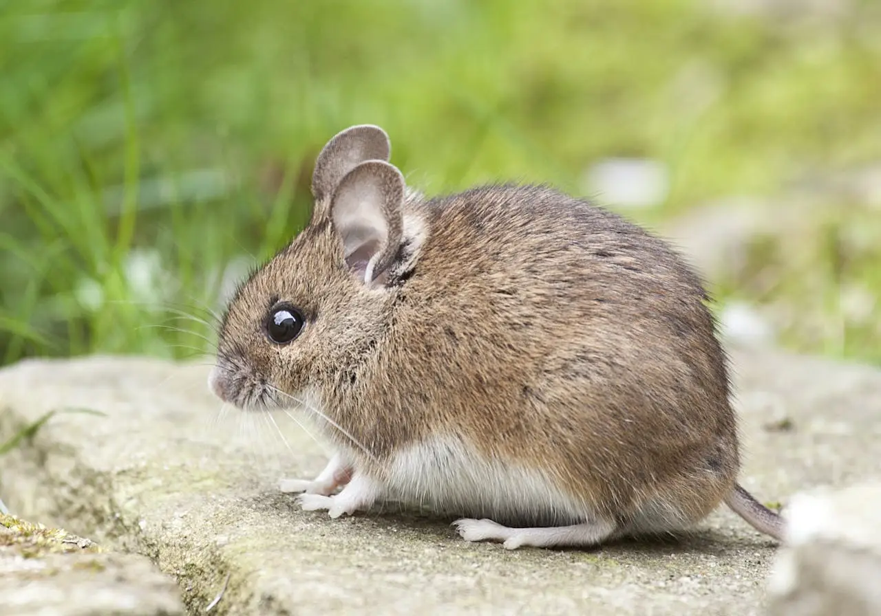 Invasione di topi? Il rimedio naturale che funziona davvero Invasione di topi? Il rimedio naturale che funziona davvero
