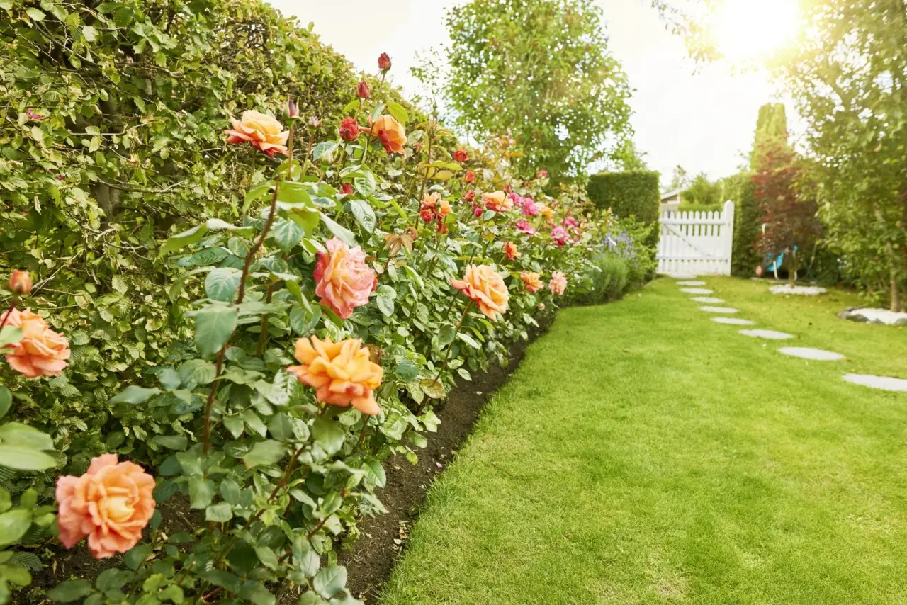 Giardino low‑cost: piante ornamentali belle spendendo poco Giardino low‑cost: piante ornamentali belle spendendo poco