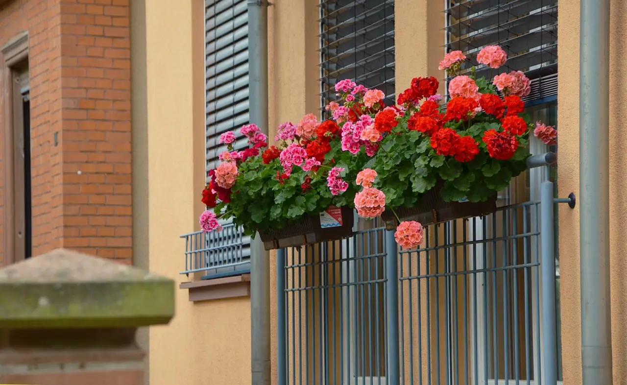 Piante da balcone che profumano l’aria: ecco le più resistenti Piante da balcone che profumano l’aria: ecco le più resistenti
