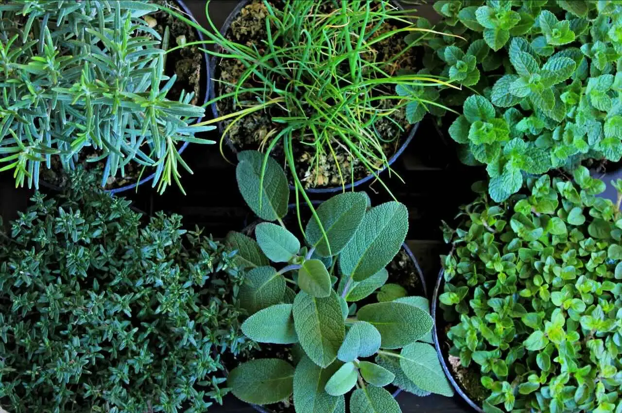 Piante aromatiche in vaso: come coltivarle tutto l’anno sul balcone Piante aromatiche in vaso: come coltivarle tutto l’anno sul balcone