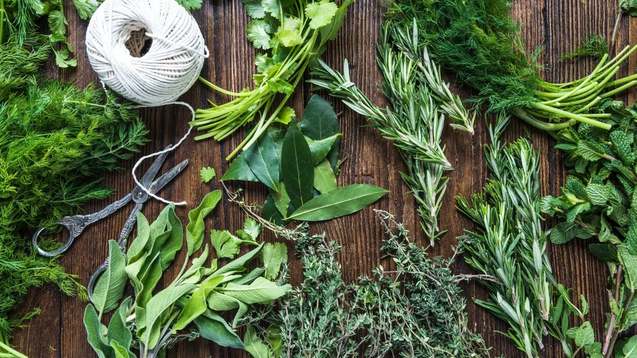 Piante aromatiche in vaso: come coltivarle tutto l’anno sul balcone Piante aromatiche in vaso: come coltivarle tutto l’anno sul balcone