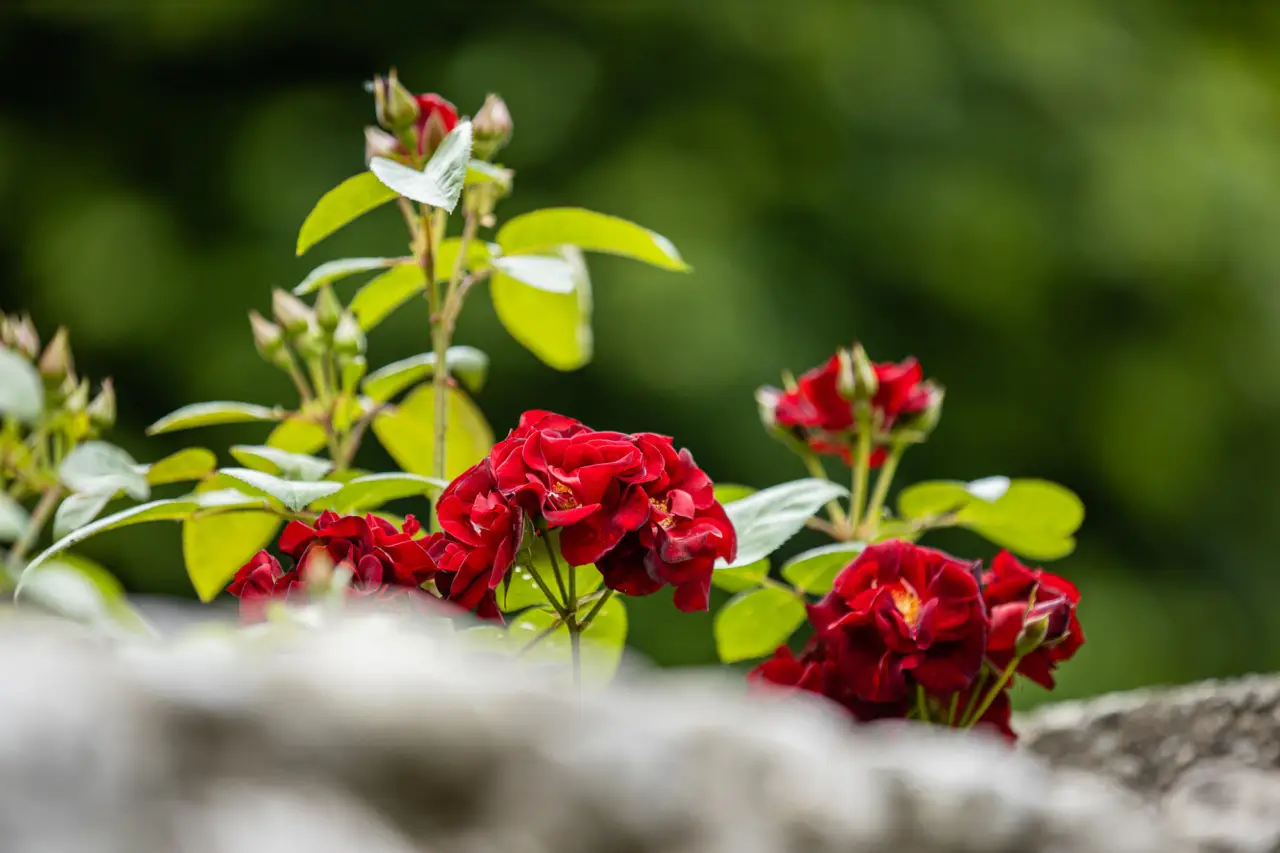 Fiori da esterno: 3 specie che rifioriscono sempre Fiori da esterno: 3 specie che rifioriscono sempre