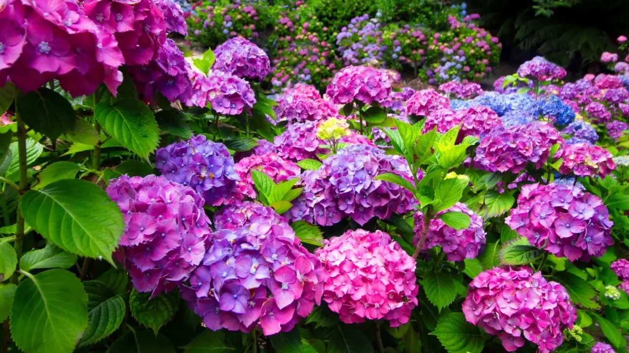 Ortensia rosa o blu? Il segreto del pH rivelato in tre passaggi Ortensia rosa o blu? Il segreto del pH rivelato in tre passaggi