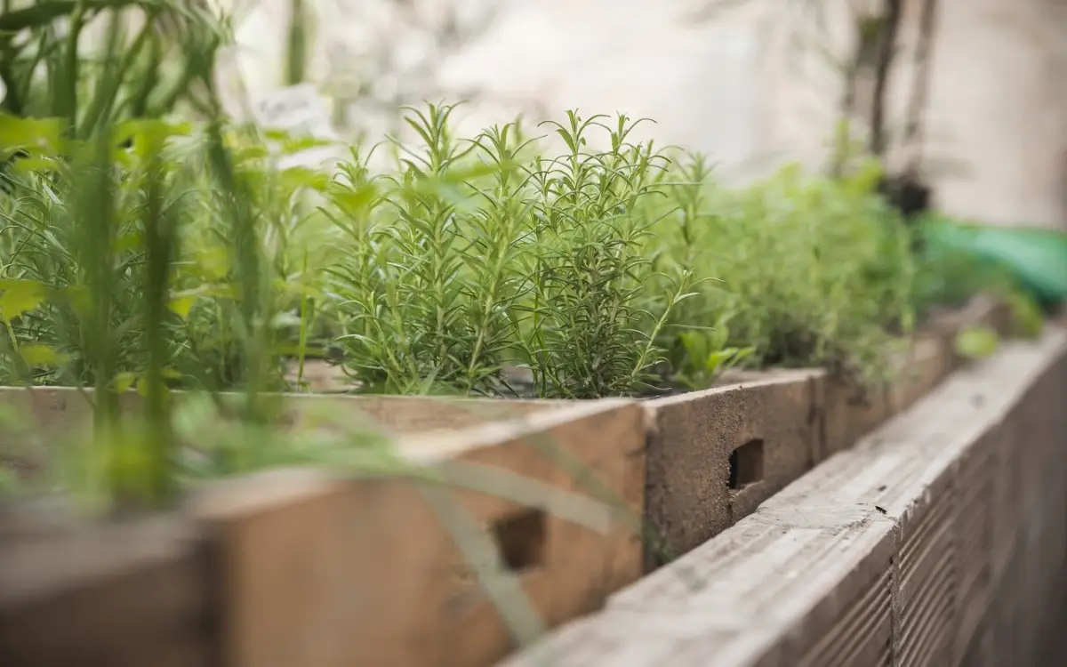 Piante aromatiche sempre verdi: come potarle dopo la fioritura Piante aromatiche sempre verdi: come potarle dopo la fioritura