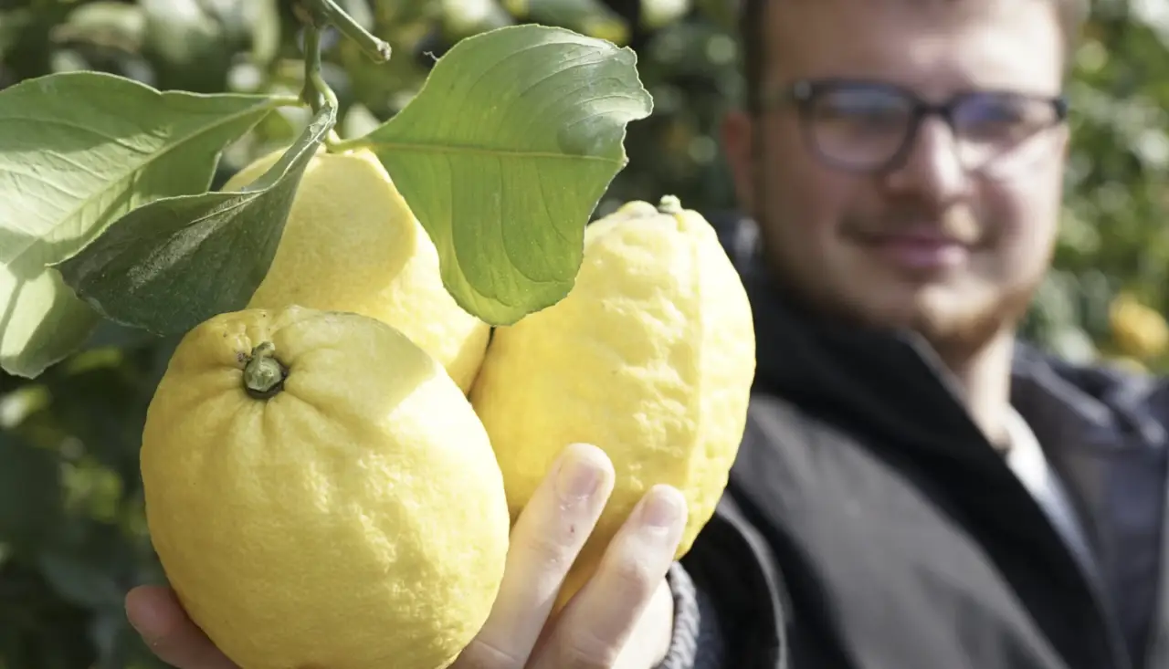 Come usare il limone per togliere l’odore di fritto: il rimedio naturale più veloce Come usare il limone per togliere l’odore di fritto: il rimedio naturale più veloce