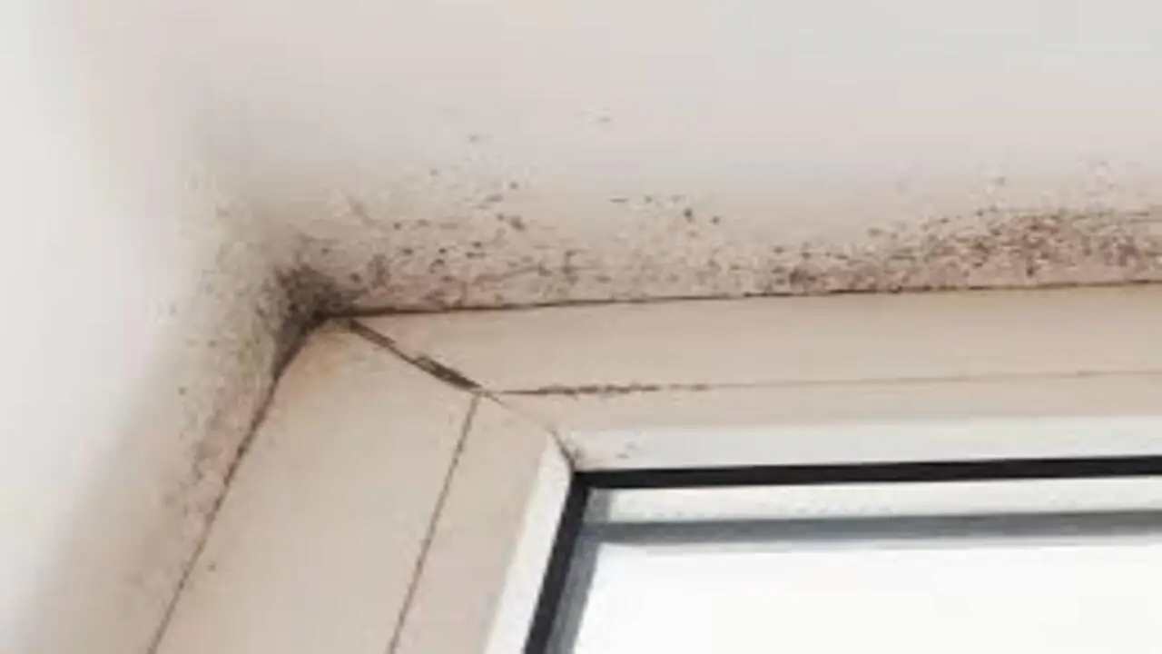 Vuoi eliminare la muffa in bagno? Scopri come farlo in sicurezza con pochi passaggi Vuoi eliminare la muffa in bagno? Scopri come farlo in sicurezza con pochi passaggi