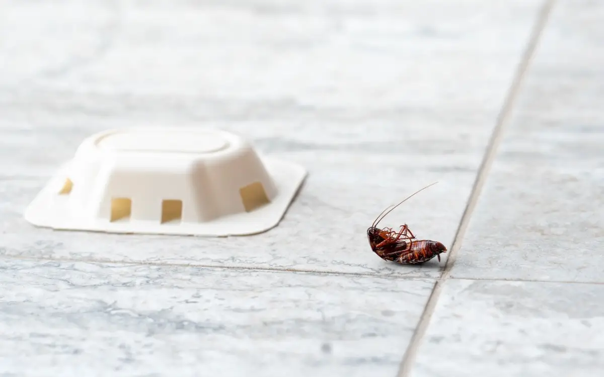 Avvistare scarafaggi in bagno? Ecco cosa indica sulla manutenzione domestica Avvistare scarafaggi in bagno? Ecco cosa indica sulla manutenzione domestica