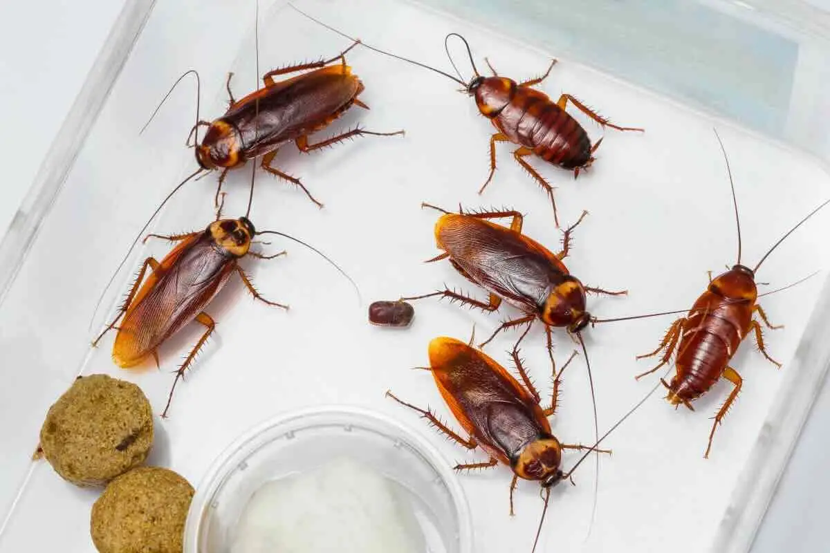 Avvistare scarafaggi in bagno? Ecco cosa indica sulla manutenzione domestica Avvistare scarafaggi in bagno? Ecco cosa indica sulla manutenzione domestica