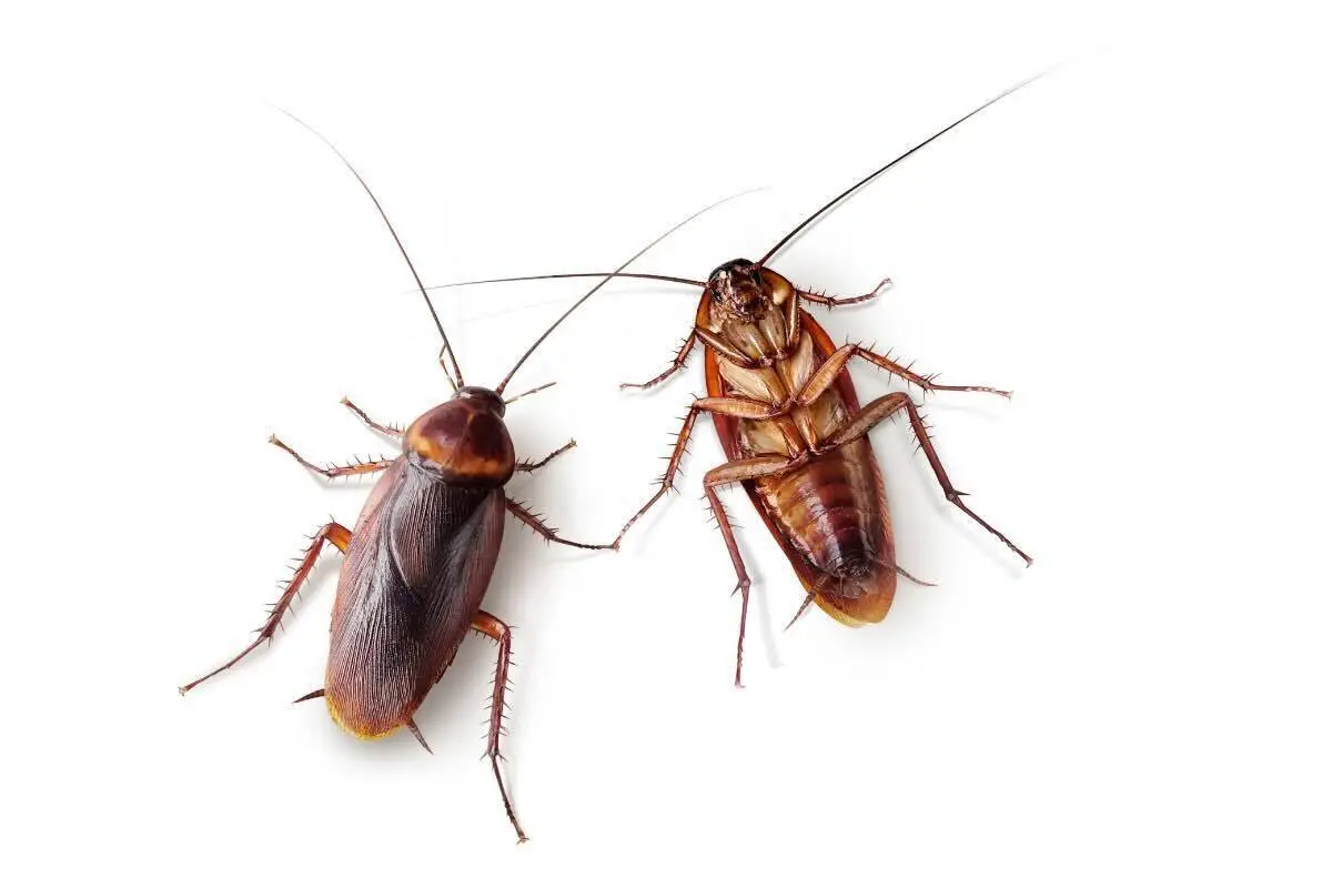 Avvistare scarafaggi in bagno? Ecco cosa indica sulla manutenzione domestica Avvistare scarafaggi in bagno? Ecco cosa indica sulla manutenzione domestica