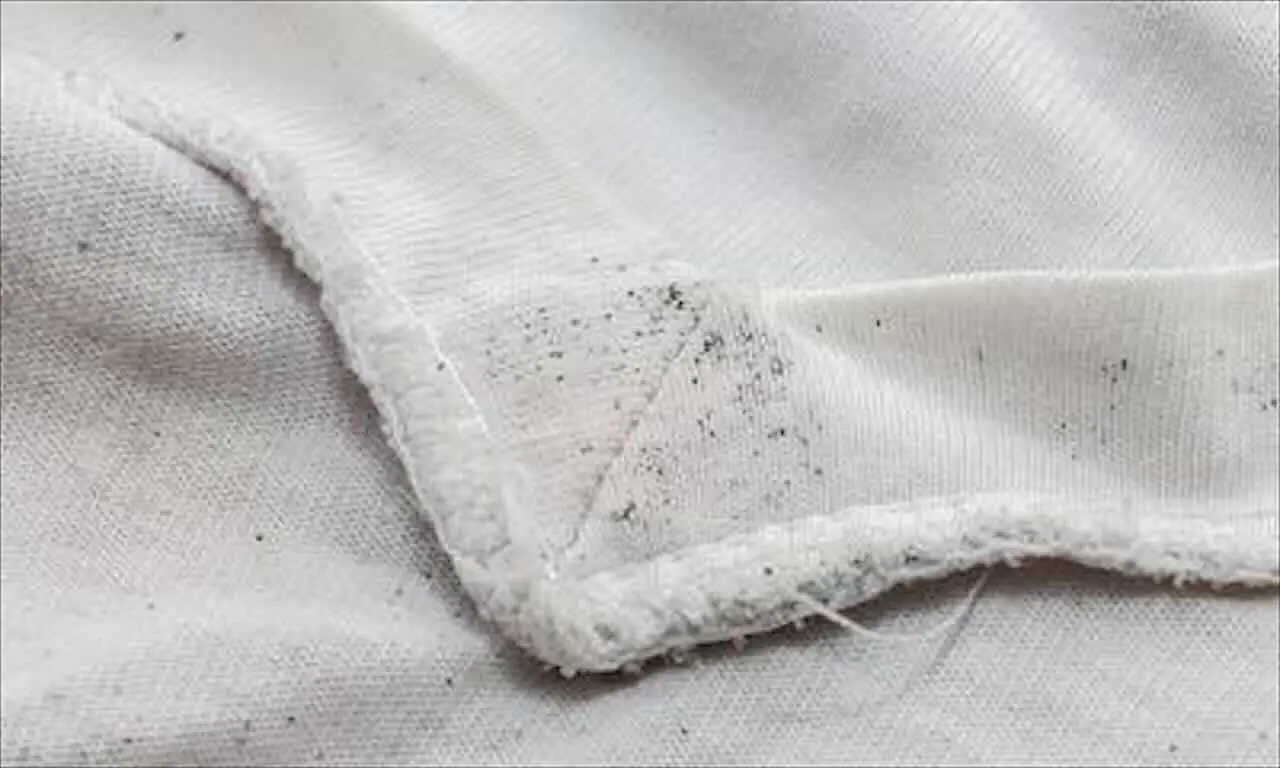 Scopri se la presenza di tarme nei vestiti rivela un errore nella gestione degli armadi Scopri se la presenza di tarme nei vestiti rivela un errore nella gestione degli armadi