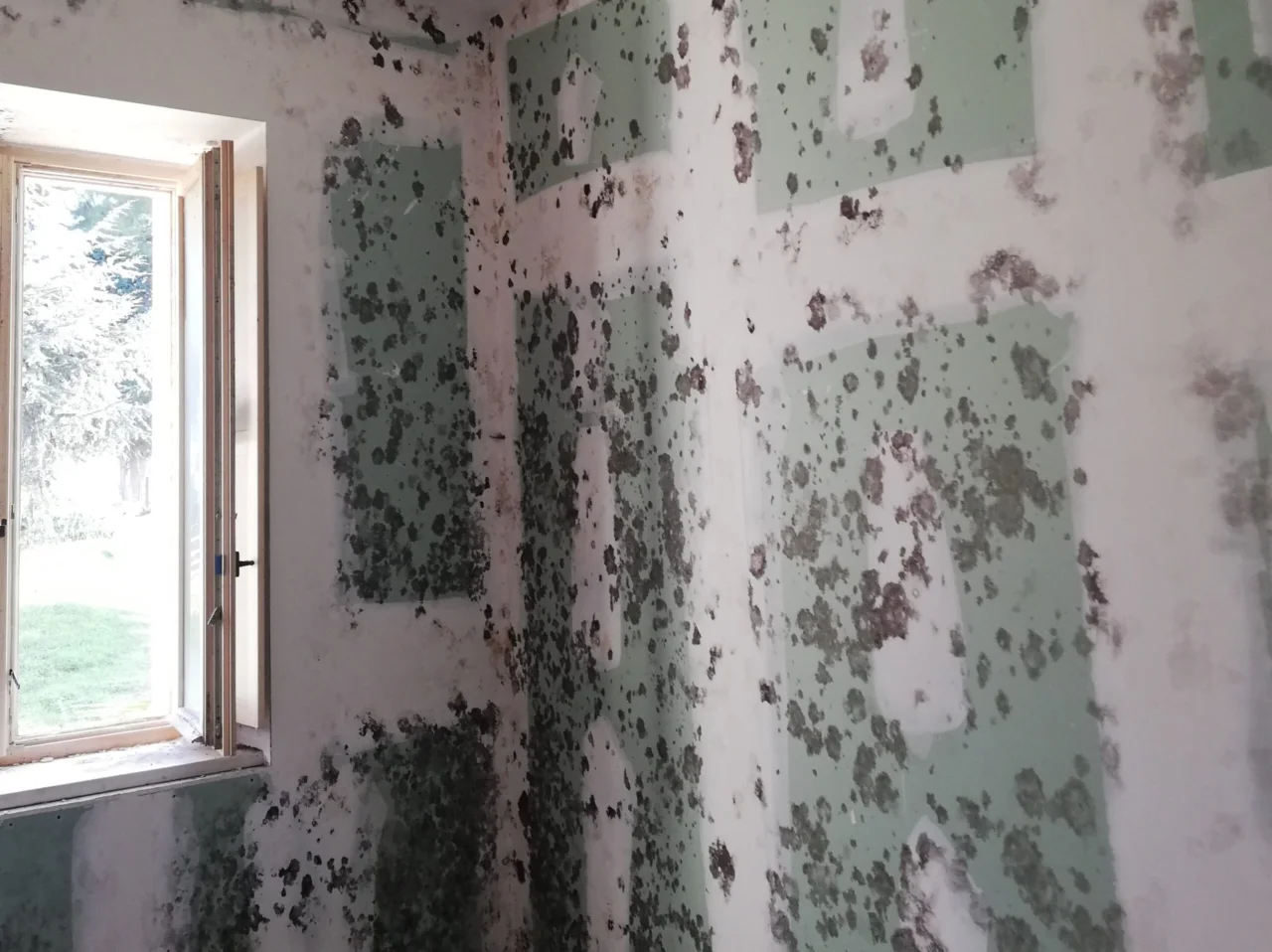 Muffa nelle cantine: il significato e i pericoli di questo fenomeno in estate Muffa nelle cantine: il significato e i pericoli di questo fenomeno in estate