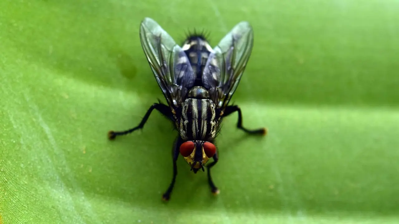 Presenza di mosche nei vasi di piante? Cosa possono svelare sullo stato del tuo giardino Presenza di mosche nei vasi di piante? Cosa possono svelare sullo stato del tuo giardino