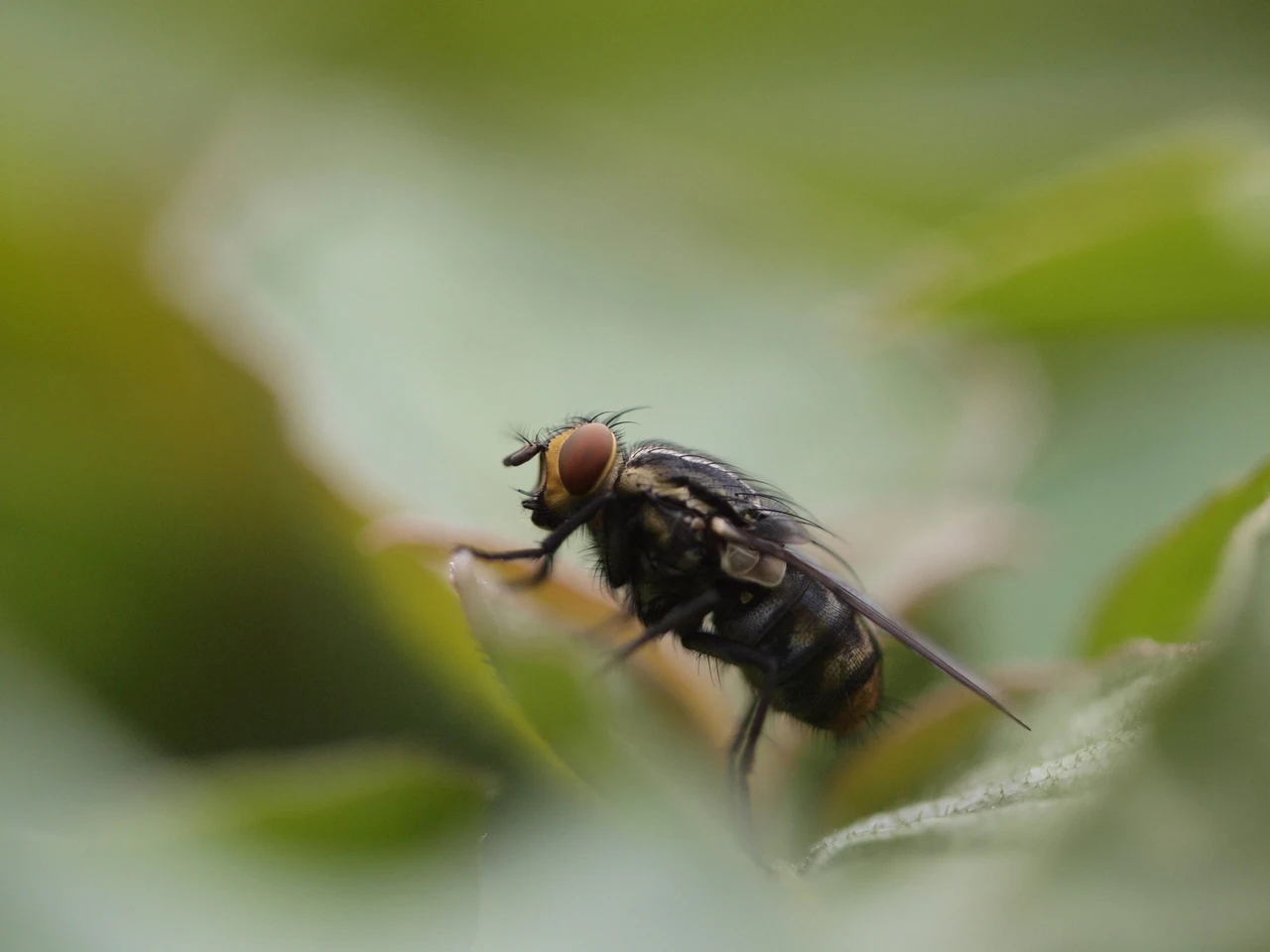 Presenza di mosche nei vasi di piante? Cosa possono svelare sullo stato del tuo giardino Presenza di mosche nei vasi di piante? Cosa possono svelare sullo stato del tuo giardino