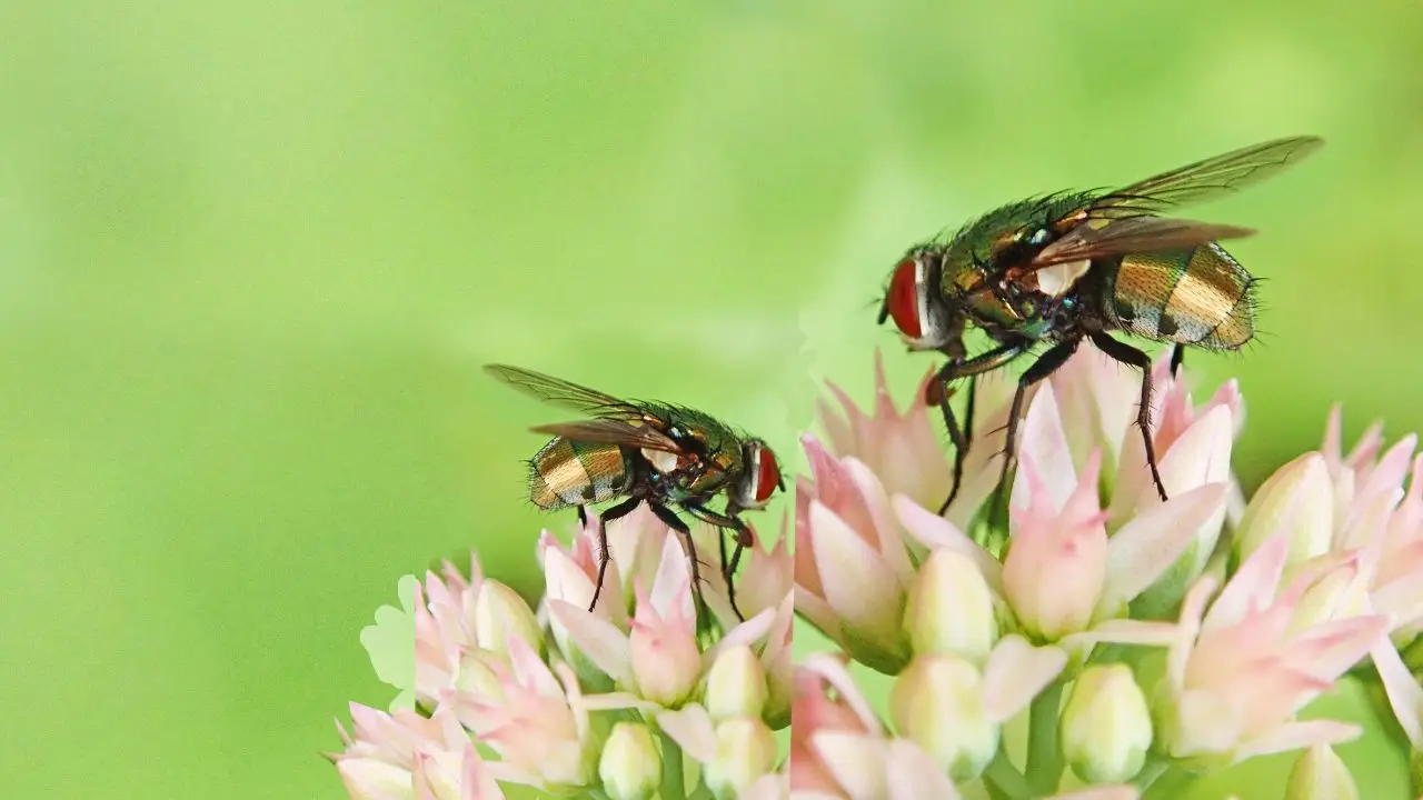 Presenza di mosche nei vasi di piante? Cosa possono svelare sullo stato del tuo giardino Presenza di mosche nei vasi di piante? Cosa possono svelare sullo stato del tuo giardino