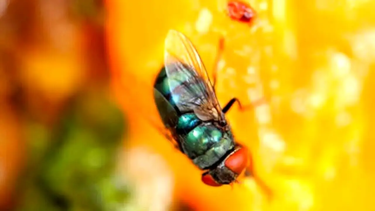 Presenza di mosche nei vasi di piante? Cosa possono svelare sullo stato del tuo giardino Presenza di mosche nei vasi di piante? Cosa possono svelare sullo stato del tuo giardino
