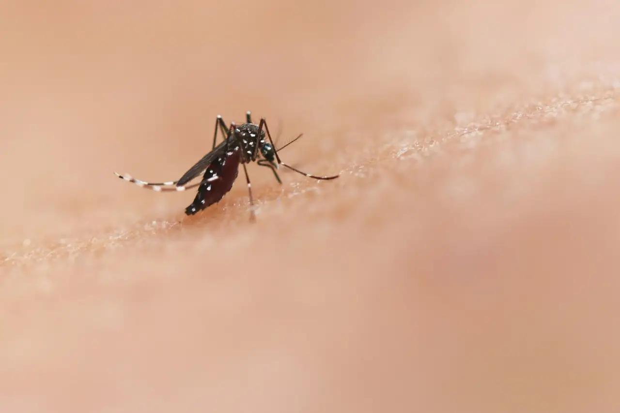 Larve di zanzare nel sottovaso: perché è importante intervenire subito e come farlo Larve di zanzare nel sottovaso: perché è importante intervenire subito e come farlo