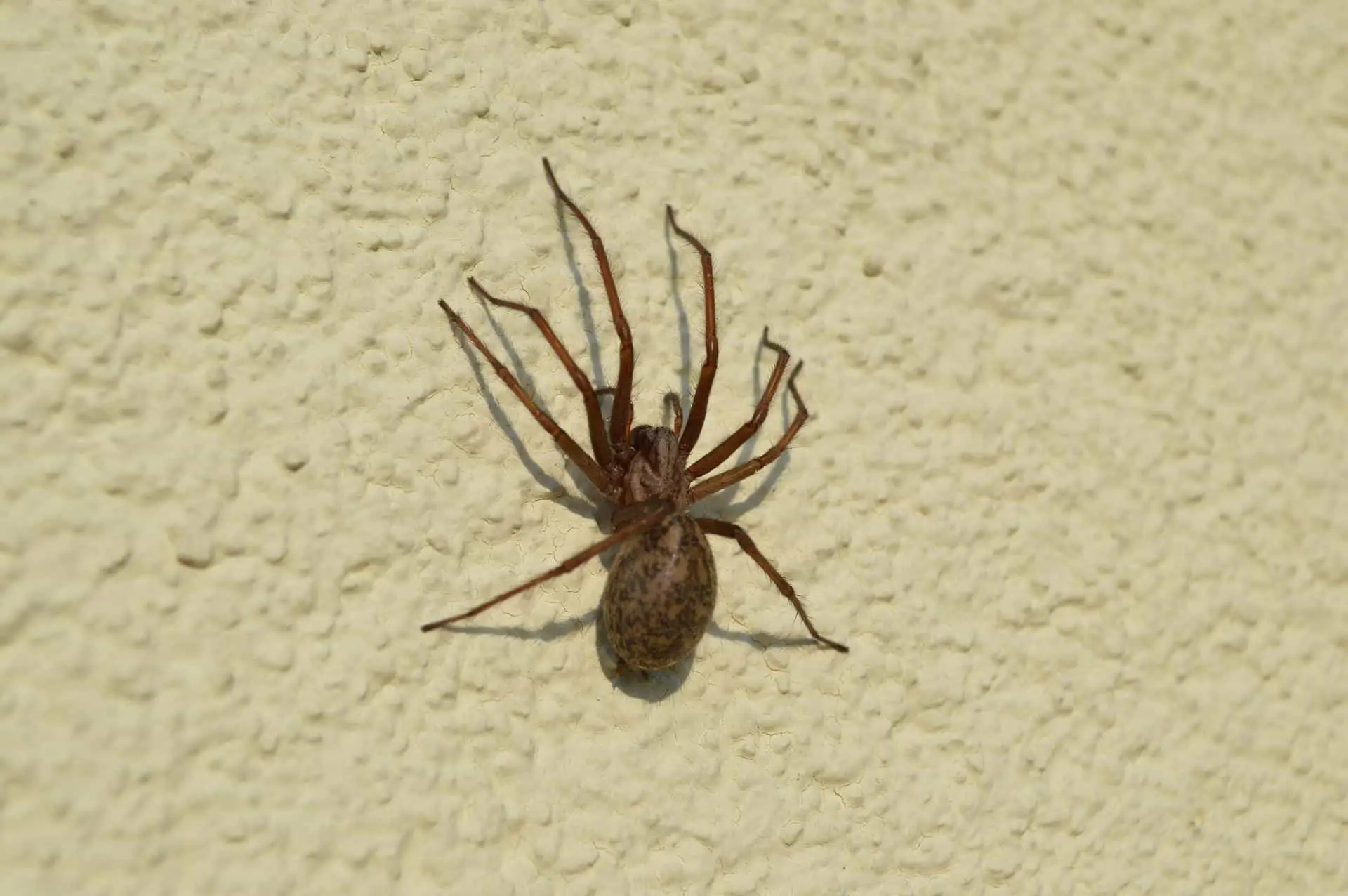 Tracce di ragni in camera da letto: le possibili cause e le azioni consigliate Tracce di ragni in camera da letto: le possibili cause e le azioni consigliate