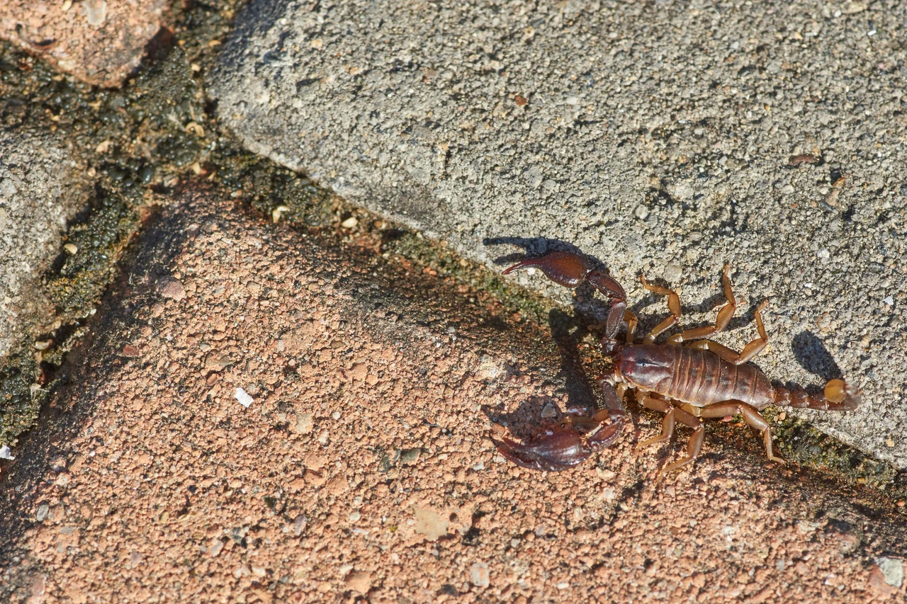 Scorpioni in cortile: scopri quali fattori ambientali li attirano nelle abitazioni Scorpioni in cortile: scopri quali fattori ambientali li attirano nelle abitazioni