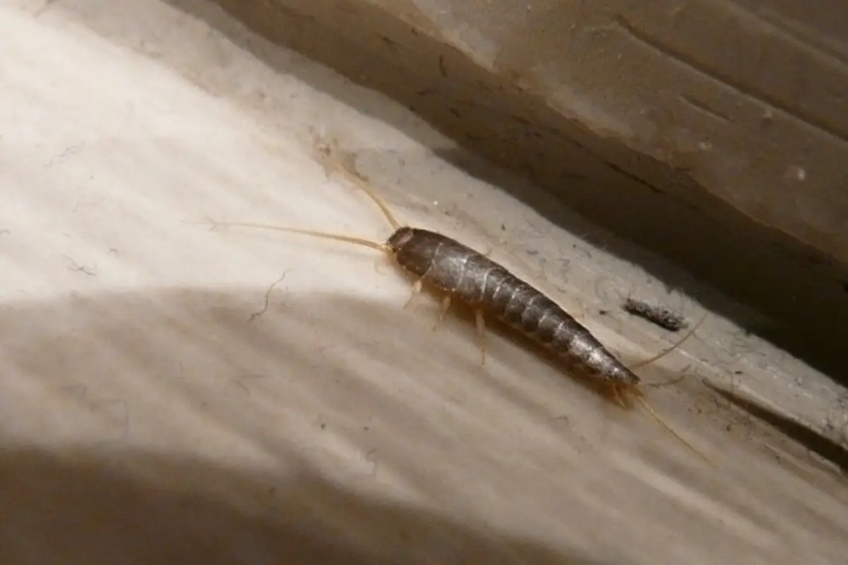 Debella i pesciolini d’argento dal bagno utilizzando soli ingredienti naturali Debella i pesciolini d’argento dal bagno utilizzando soli ingredienti naturali