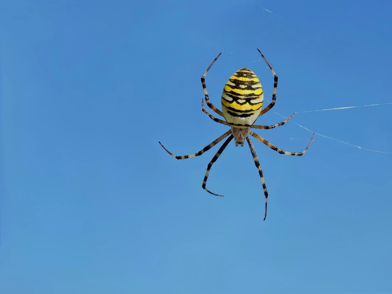 Prepara subito il repellente green contro ragni in casa con ingredienti quotidiani Prepara subito il repellente green contro ragni in casa con ingredienti quotidiani