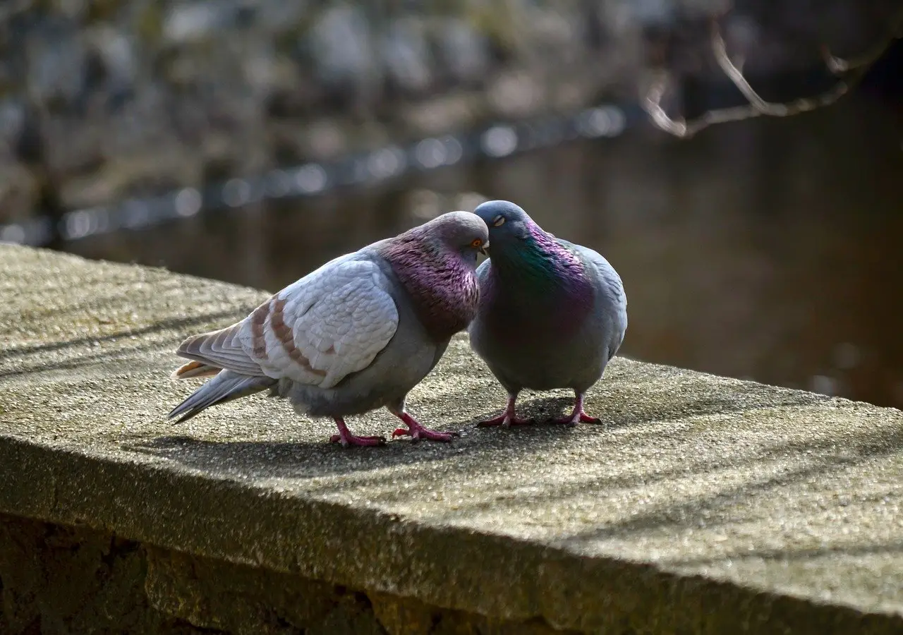 Tieni lontani i piccioni dai davanzali sfruttando questa soluzione sostenibile ed economica Tieni lontani i piccioni dai davanzali sfruttando questa soluzione sostenibile ed economica