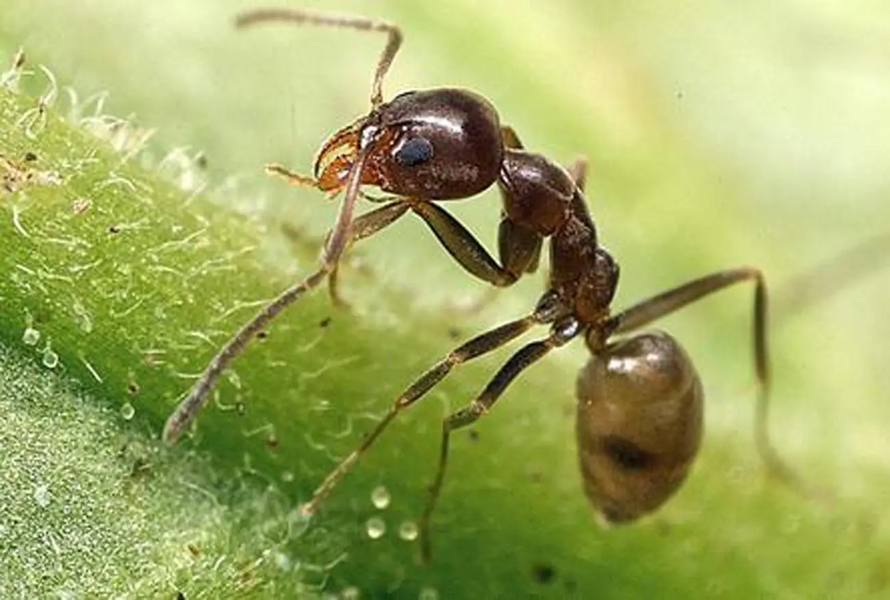 Allontana subito le formiche dal piano cucina con questa soluzione che hai già in casa Allontana subito le formiche dal piano cucina con questa soluzione che hai già in casa