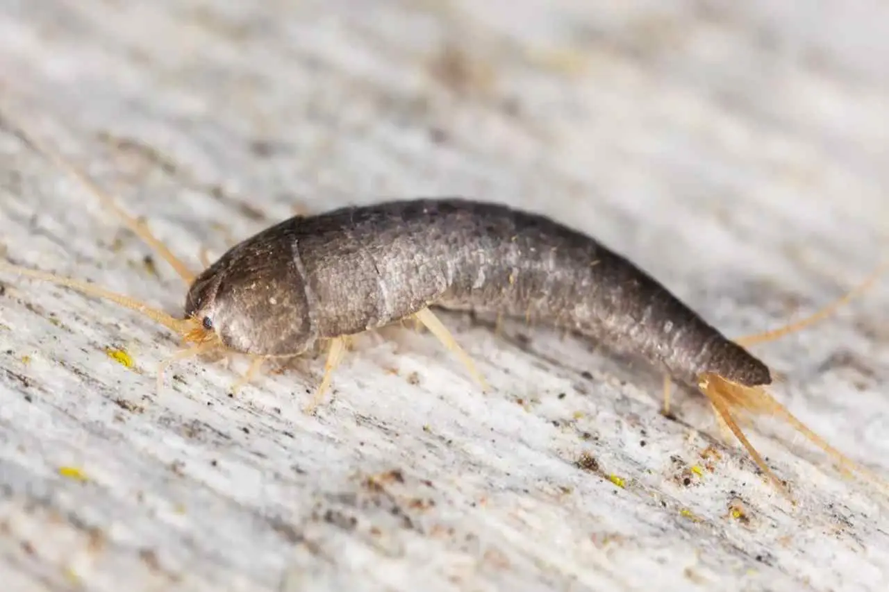 Scopri la soluzione naturale per allontanare i pesciolini d'argento dai mobili Scopri la soluzione naturale per allontanare i pesciolini d'argento dai mobili