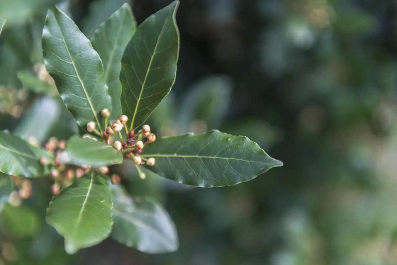 Dove posizionare l’alloro in casa per attirare fortuna e respingere gli insetti Dove posizionare l’alloro in casa per attirare fortuna e respingere gli insetti