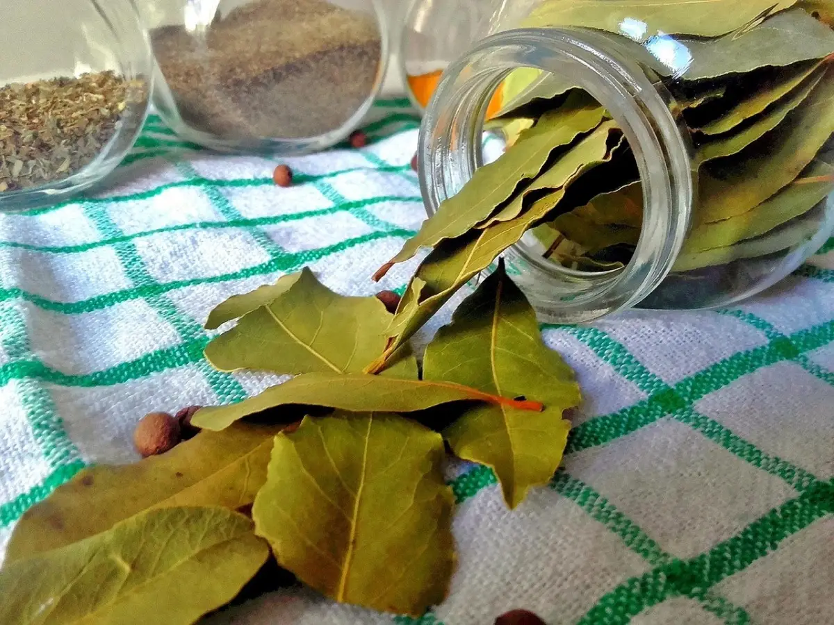 Dove posizionare l’alloro in casa per attirare fortuna e respingere gli insetti Dove posizionare l’alloro in casa per attirare fortuna e respingere gli insetti