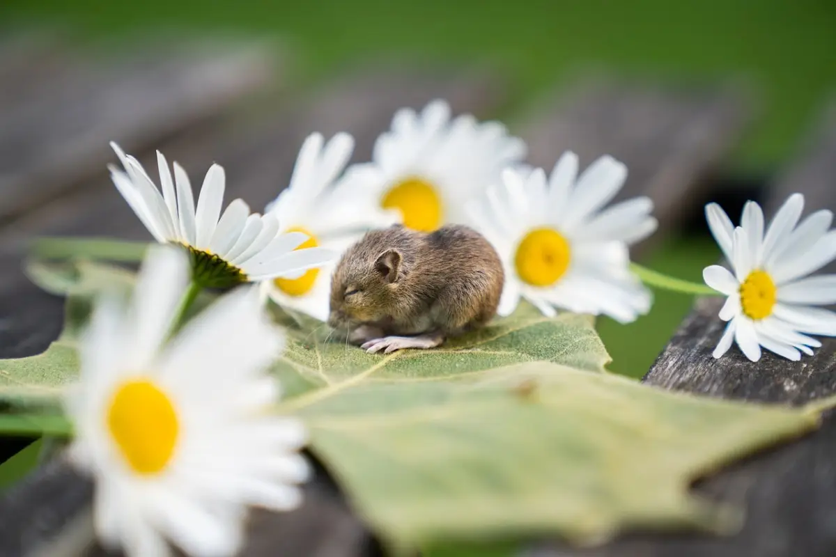 Invasione di topi? Il rimedio naturale che funziona davvero Invasione di topi? Il rimedio naturale che funziona davvero