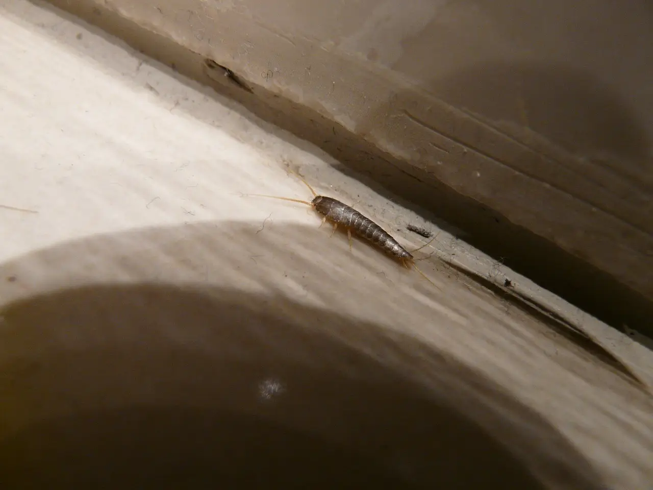 Pesciolini d’argento in bagno? Ecco cosa significa e come eliminarli Pesciolini d’argento in bagno? Ecco cosa significa e come eliminarli