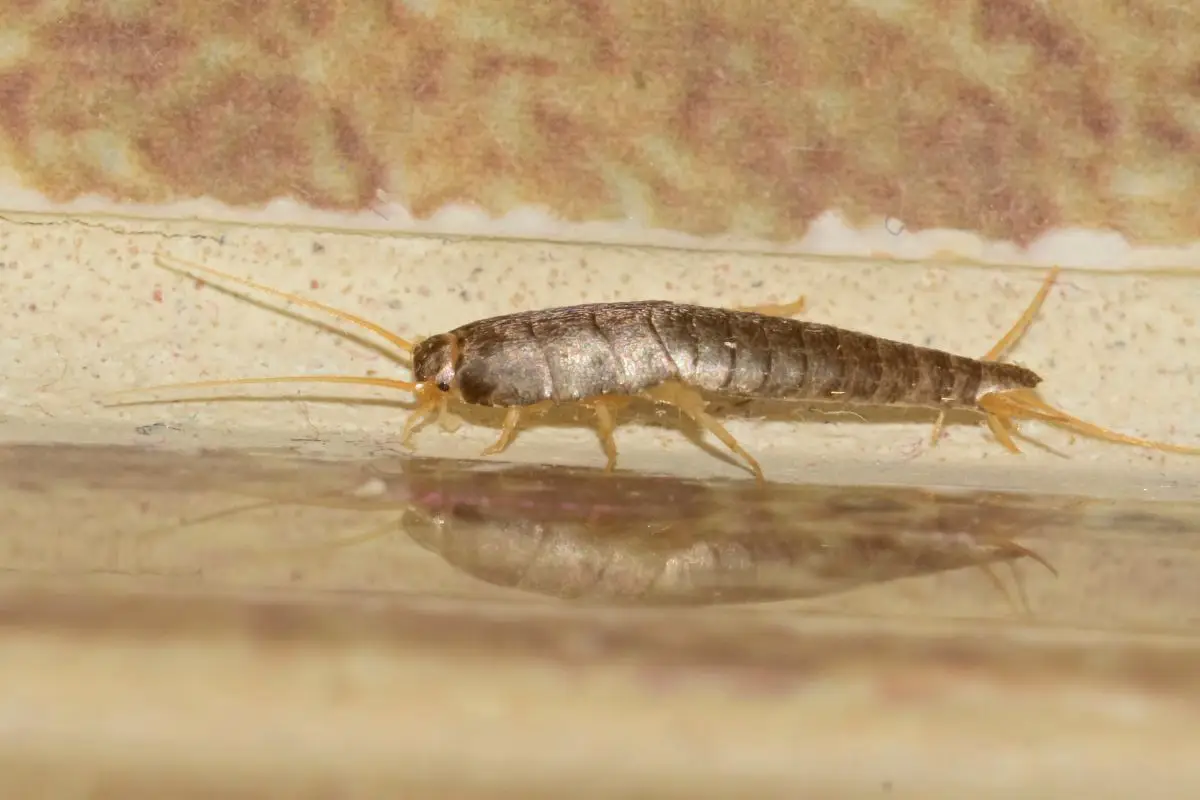 Pesciolini d’argento in bagno? Ecco cosa significa e come eliminarli Pesciolini d’argento in bagno? Ecco cosa significa e come eliminarli