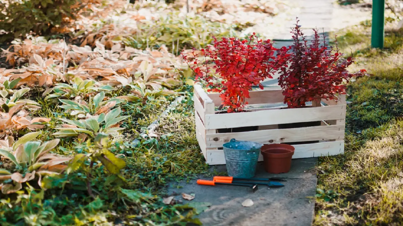 Giardino low‑cost: piante ornamentali belle spendendo poco Giardino low‑cost: piante ornamentali belle spendendo poco