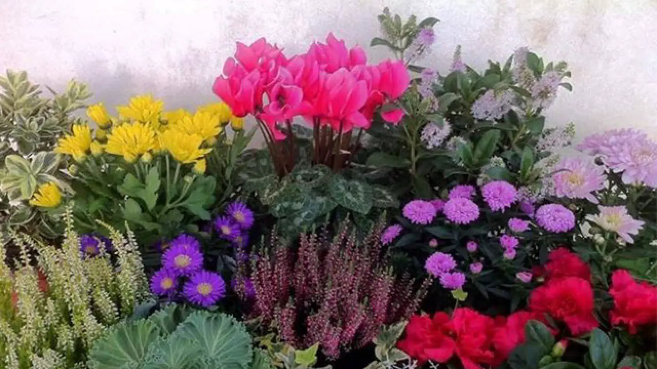 Giardino low‑cost: piante ornamentali belle spendendo poco Giardino low‑cost: piante ornamentali belle spendendo poco