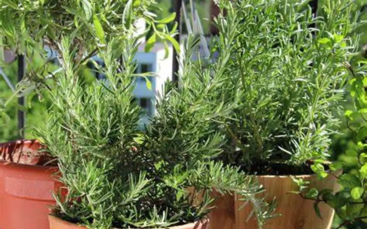Piante aromatiche in vaso: come coltivarle tutto l’anno sul balcone Piante aromatiche in vaso: come coltivarle tutto l’anno sul balcone