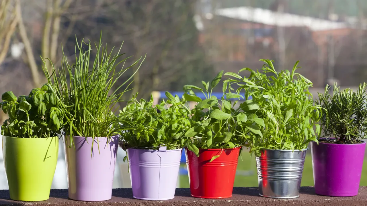Piante aromatiche in vaso: come coltivarle tutto l’anno sul balcone Piante aromatiche in vaso: come coltivarle tutto l’anno sul balcone