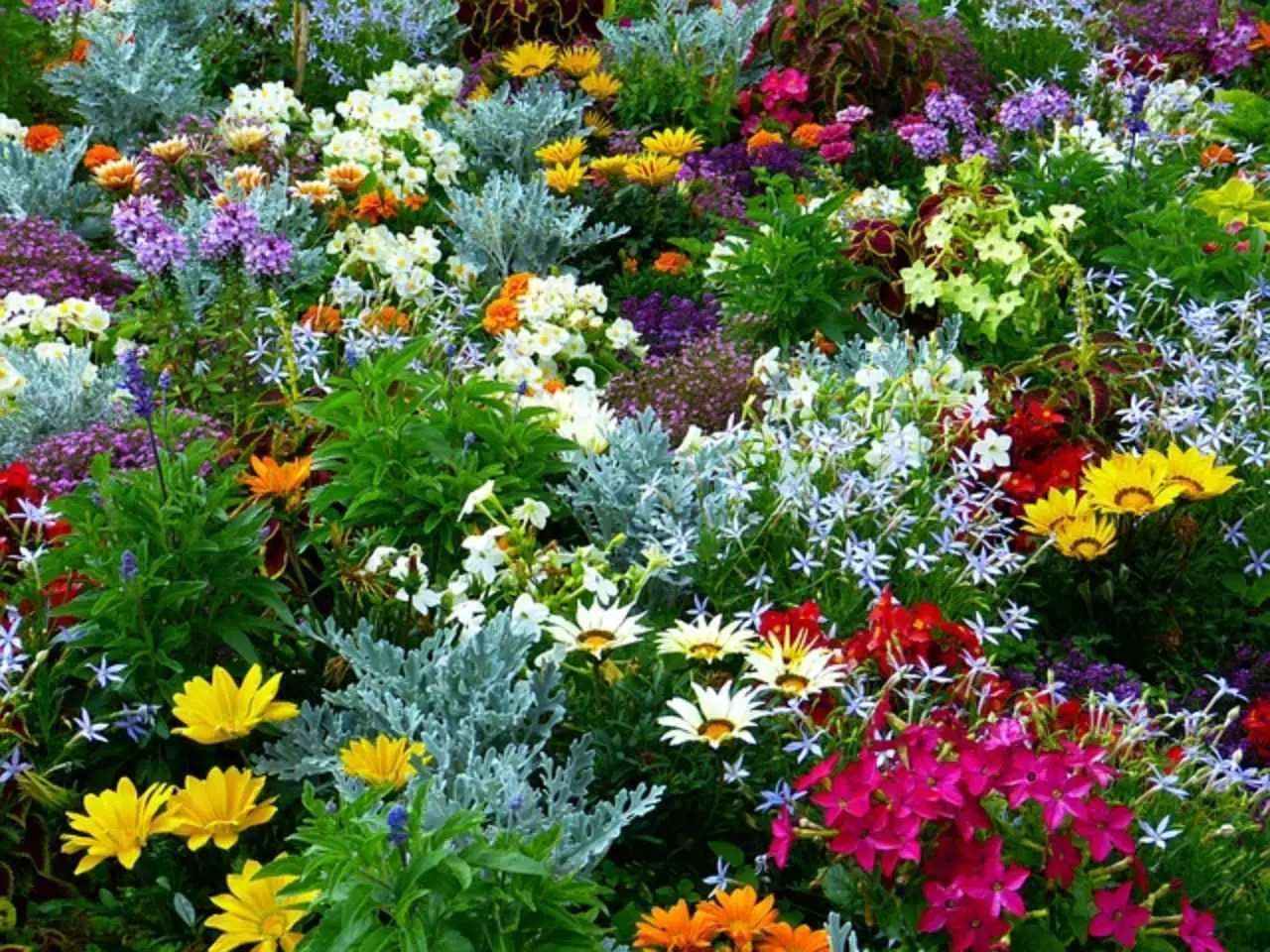 Fiori da esterno: 3 specie che rifioriscono sempre Fiori da esterno: 3 specie che rifioriscono sempre