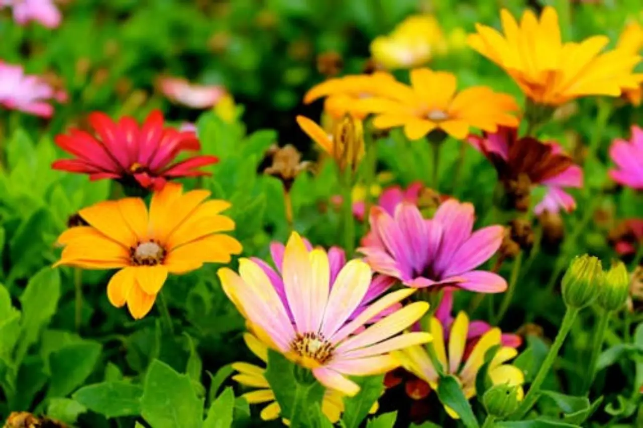 Fiori da esterno: 3 specie che rifioriscono sempre Fiori da esterno: 3 specie che rifioriscono sempre