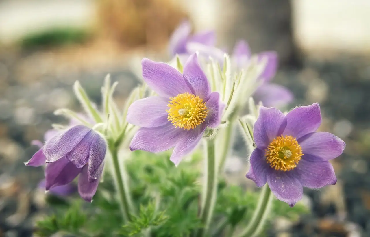 Fiori da esterno: 3 specie che rifioriscono sempre Fiori da esterno: 3 specie che rifioriscono sempre