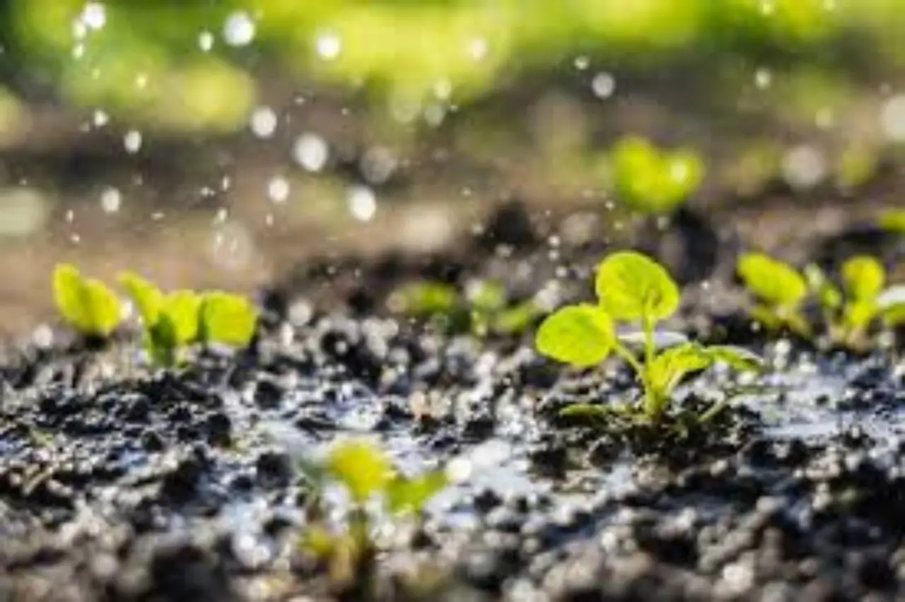 Come usare l’acqua piovana per il giardino: il metodo più efficiente Come usare l’acqua piovana per il giardino: il metodo più efficiente