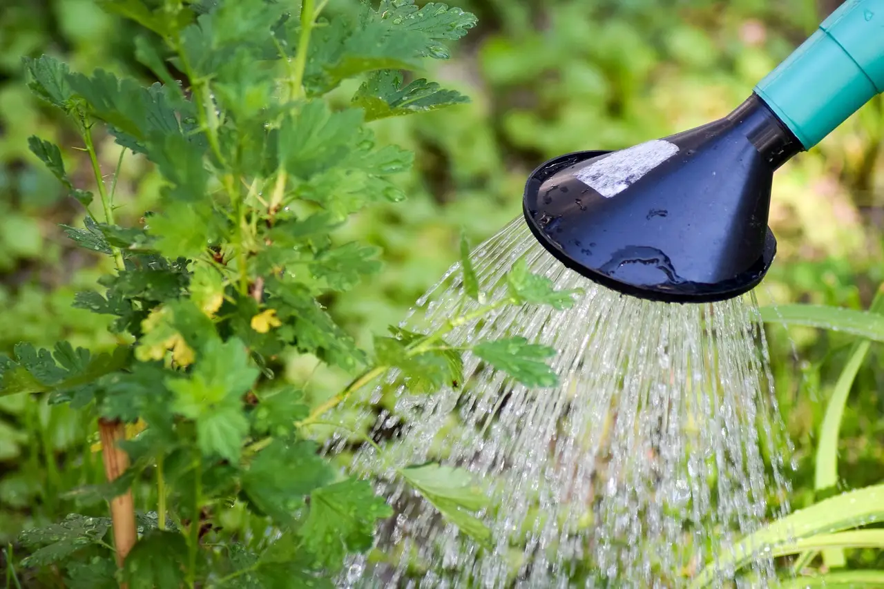 Come usare l’acqua piovana per il giardino: il metodo più efficiente Come usare l’acqua piovana per il giardino: il metodo più efficiente