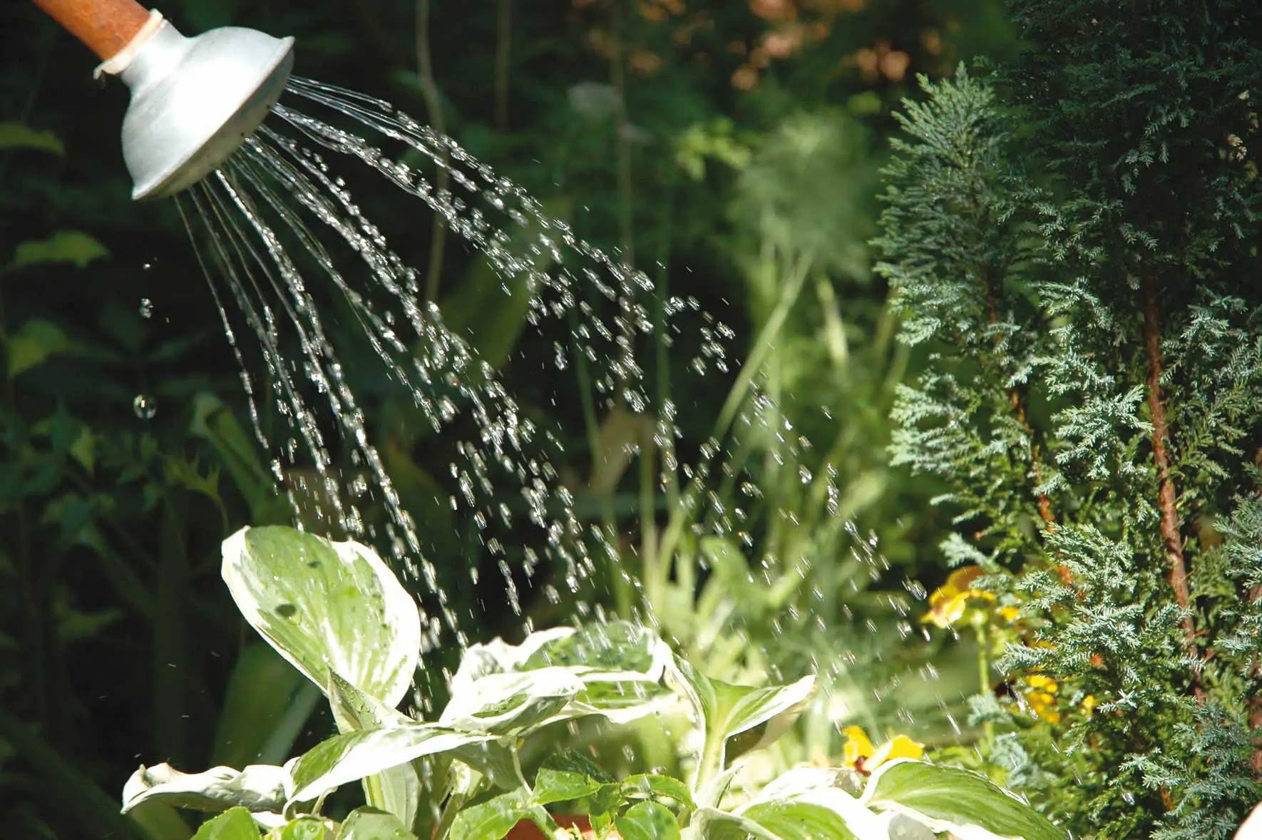Come usare l’acqua piovana per il giardino: il metodo più efficiente Come usare l’acqua piovana per il giardino: il metodo più efficiente