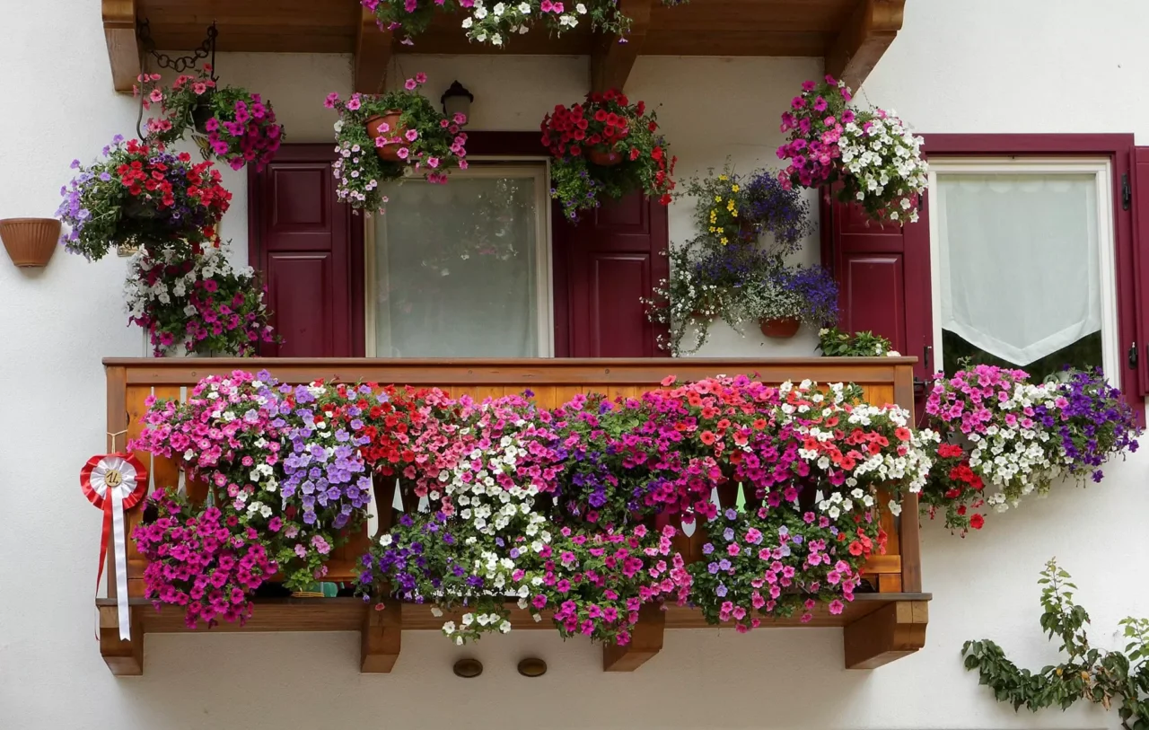 Piante da balcone che profumano l’aria: ecco le più resistenti Piante da balcone che profumano l’aria: ecco le più resistenti