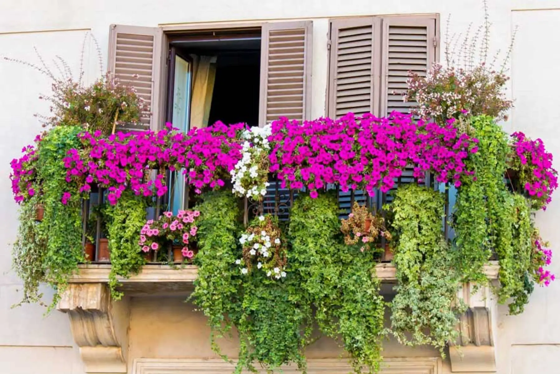 Piante da balcone che profumano l’aria: ecco le più resistenti Piante da balcone che profumano l’aria: ecco le più resistenti
