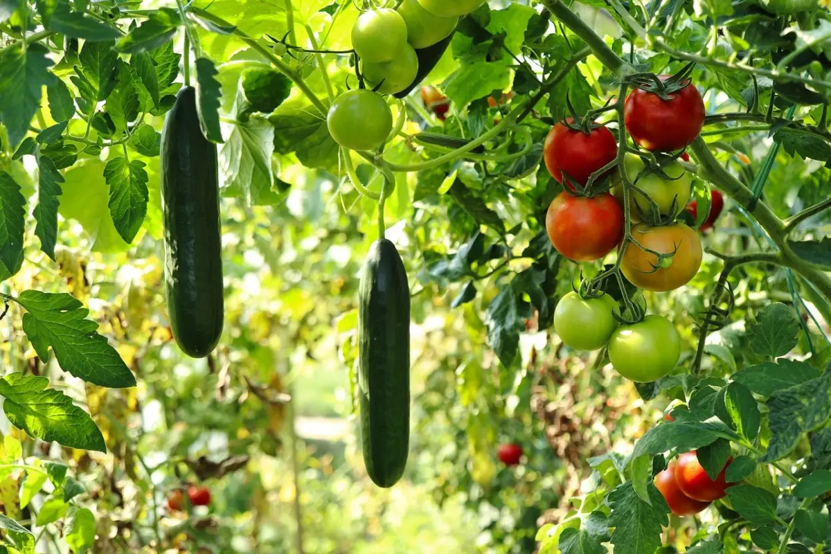 Cetrioli nell’orto: l’errore che rovina tutto e come evitarlo Cetrioli nell’orto: l’errore che rovina tutto e come evitarlo