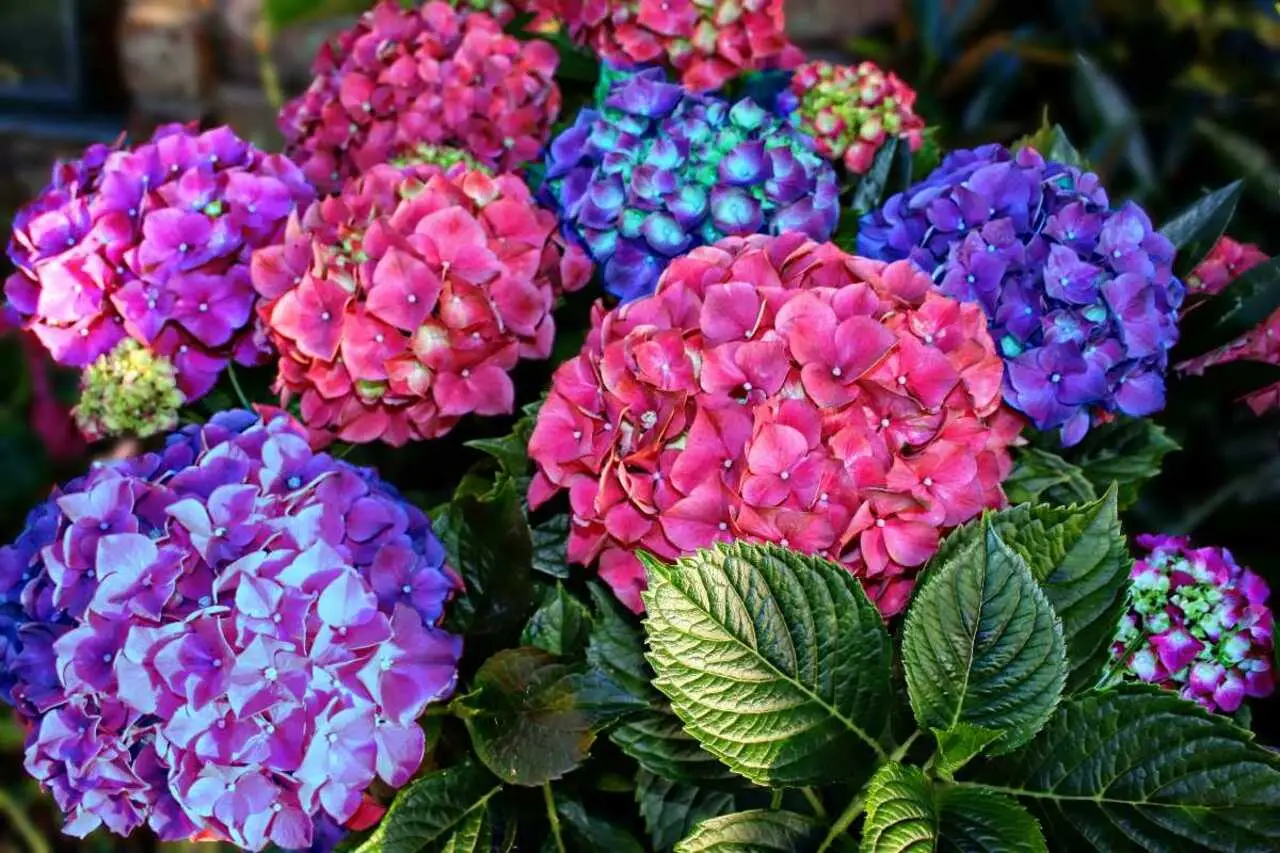 Ortensia rosa o blu? Il segreto del pH rivelato in tre passaggi Ortensia rosa o blu? Il segreto del pH rivelato in tre passaggi