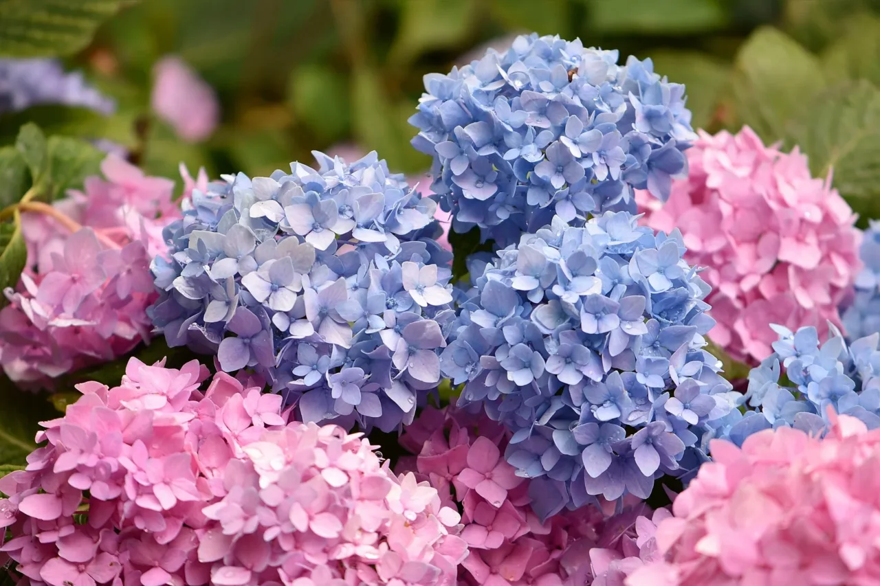 Ortensia rosa o blu? Il segreto del pH rivelato in tre passaggi Ortensia rosa o blu? Il segreto del pH rivelato in tre passaggi