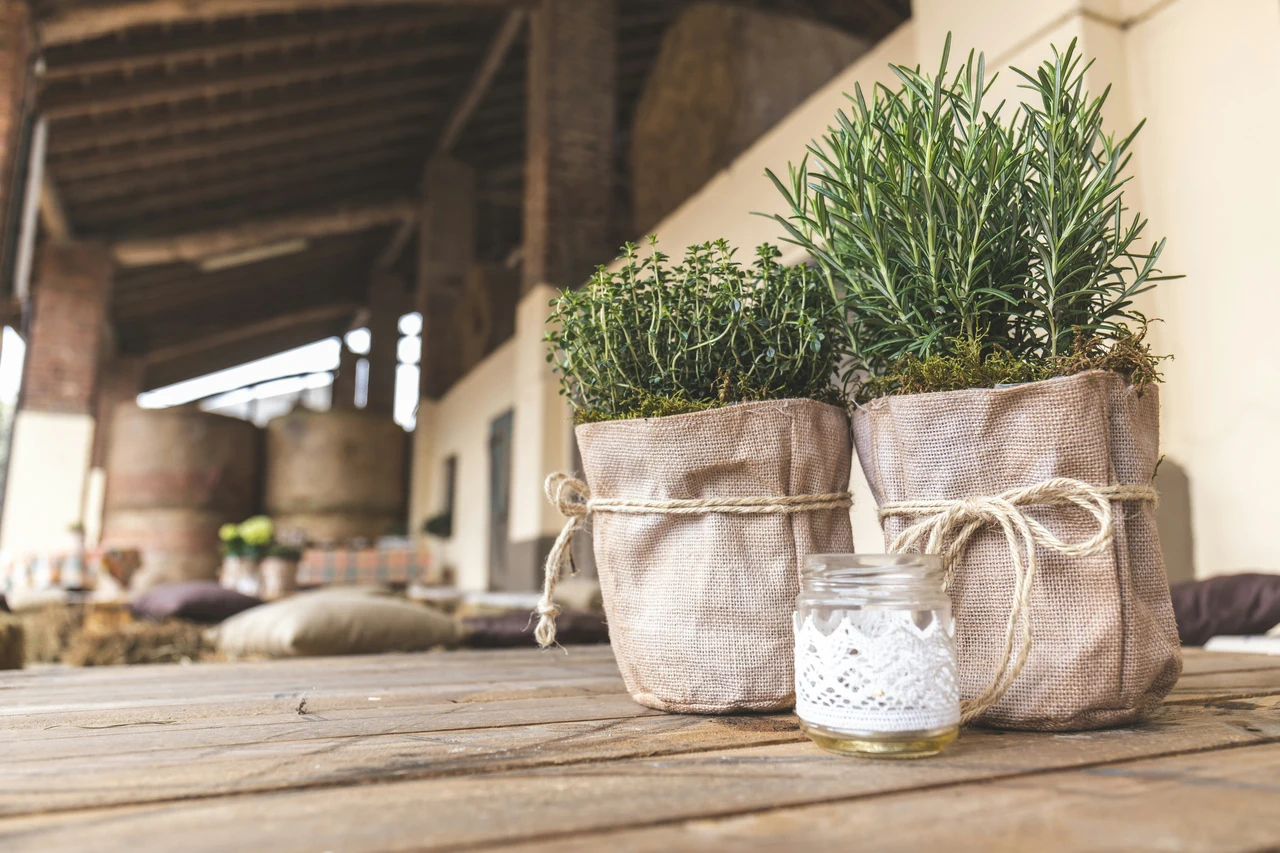 Pianta questa essenza profumata in vaso: allontana le zanzare dalla terrazza in primavera Pianta questa essenza profumata in vaso: allontana le zanzare dalla terrazza in primavera