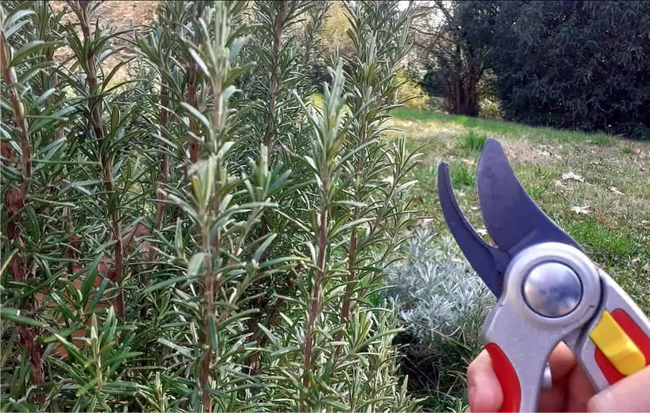 Piante aromatiche sempre verdi: come potarle dopo la fioritura Piante aromatiche sempre verdi: come potarle dopo la fioritura