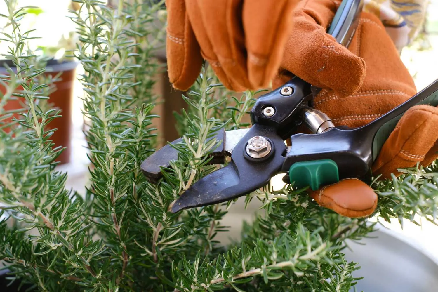 Piante aromatiche sempre verdi: come potarle dopo la fioritura Piante aromatiche sempre verdi: come potarle dopo la fioritura